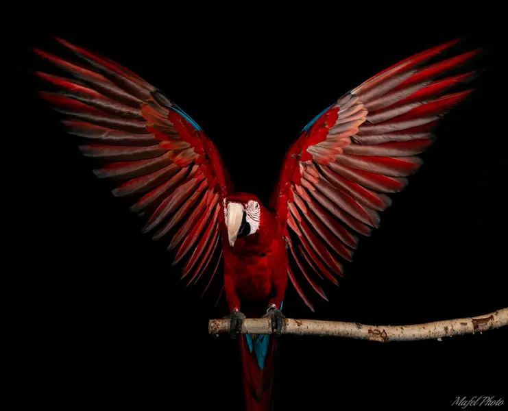 Zvířata a domací mazlíčci, Focení zvířat - Fotografie č. 28