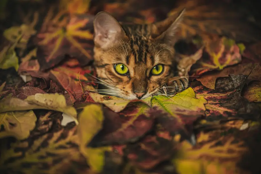 Zvířata a domací mazlíčci, Focení zvířat - Fotografie č. 10