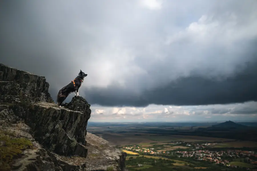 Zvířata a domácí mazlíčci , Focení zvířat - Fotografie č. 6