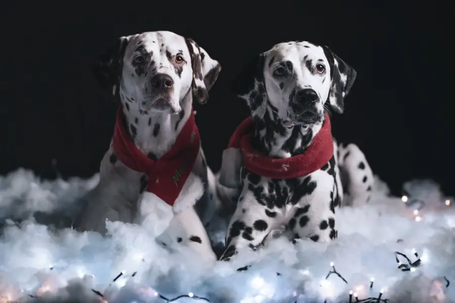 Zvířata a domací mazlíčci, Focení zvířat - Fotografie č. 12