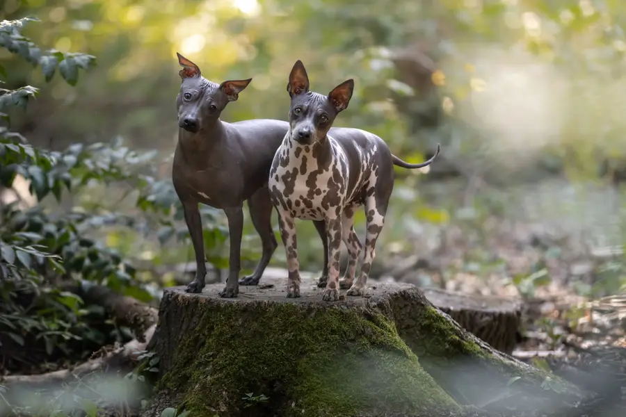 Focení zvířat v exteriéru, Focení zvířat - Fotografie č. 4