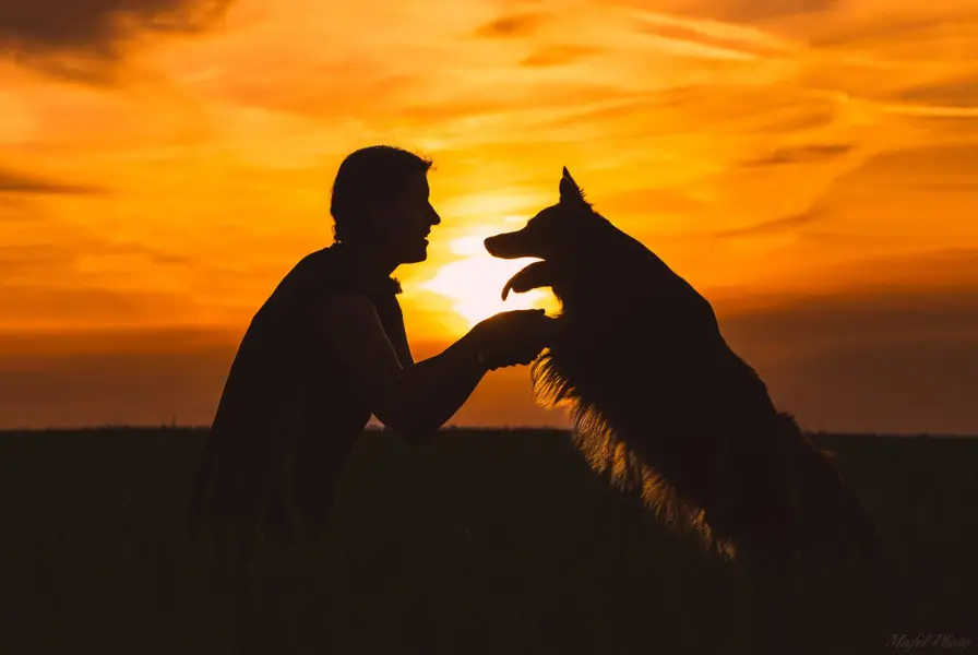 Zvířata a domací mazlíčci, Focení zvířat - Fotografie č. 24