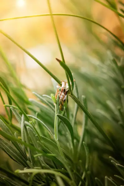 Fotografování svateb, Svatební fotograf - Fotografie č. 7