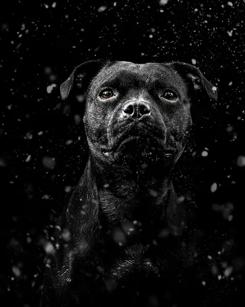 Fine art portréty psů, Focení zvířat - Fotografie č. 2