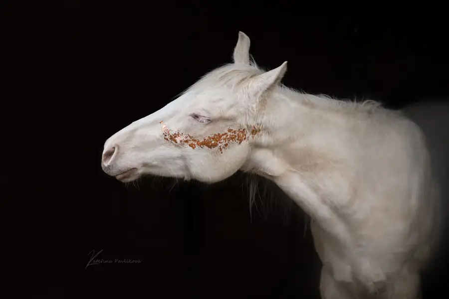 Focení zvířat Kateřina Pavlíková - Fotografie č. 6
