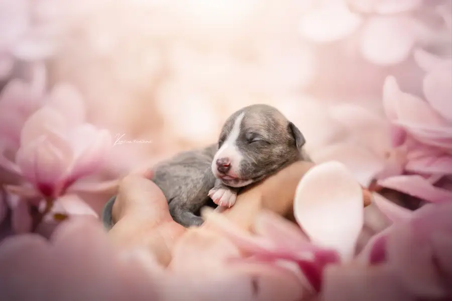 Focení zvířat Kateřina Pavlíková - Fotografie č. 2