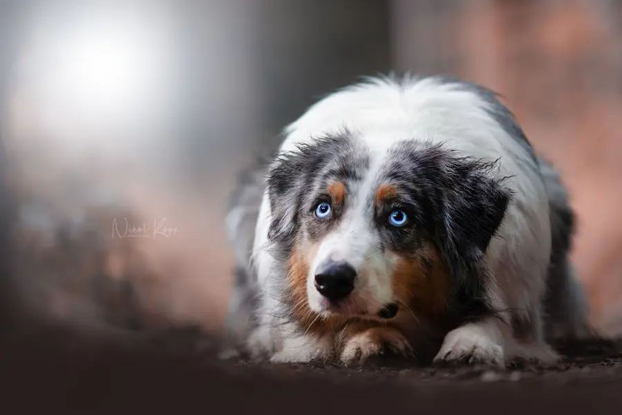 Focení zvířat - Fotografie č. 19