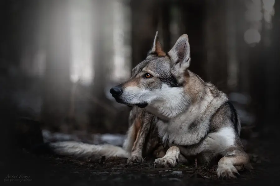 Focení zvířat - Fotografie č. 24