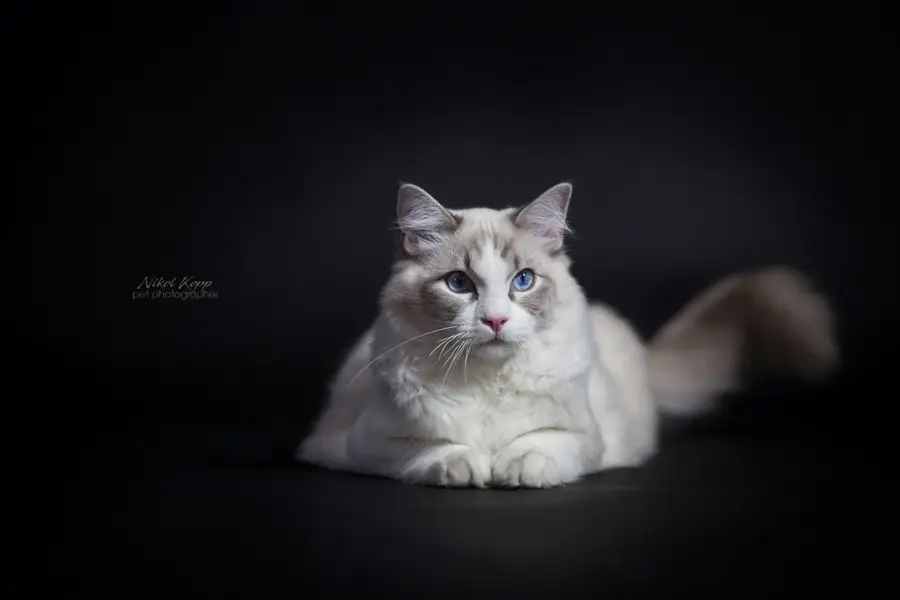 Focení zvířat - Fotografie č. 22