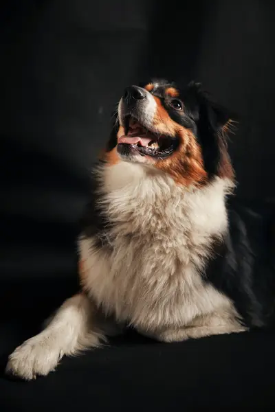 Focení zvířat - Fotografie č. 9