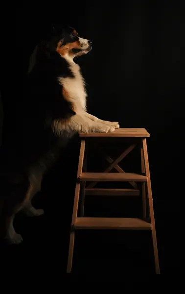 Focení zvířat - Fotografie č. 6