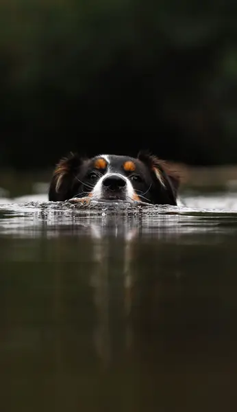 Focení zvířat - Fotografie č. 2