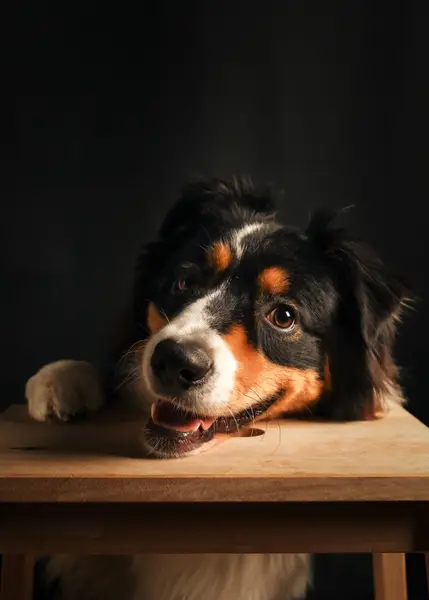 Focení zvířat - Fotografie č. 8