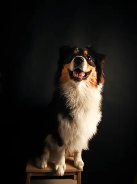 Focení zvířat - Fotografie č. 7