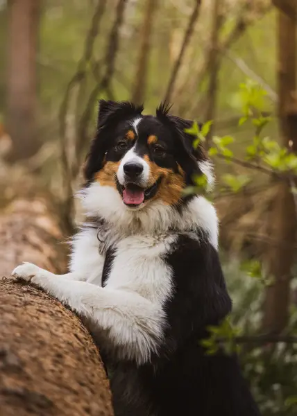 Focení zvířat - Fotografie č. 5
