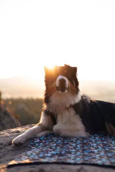 Focení zvířat - Fotografie č. 10