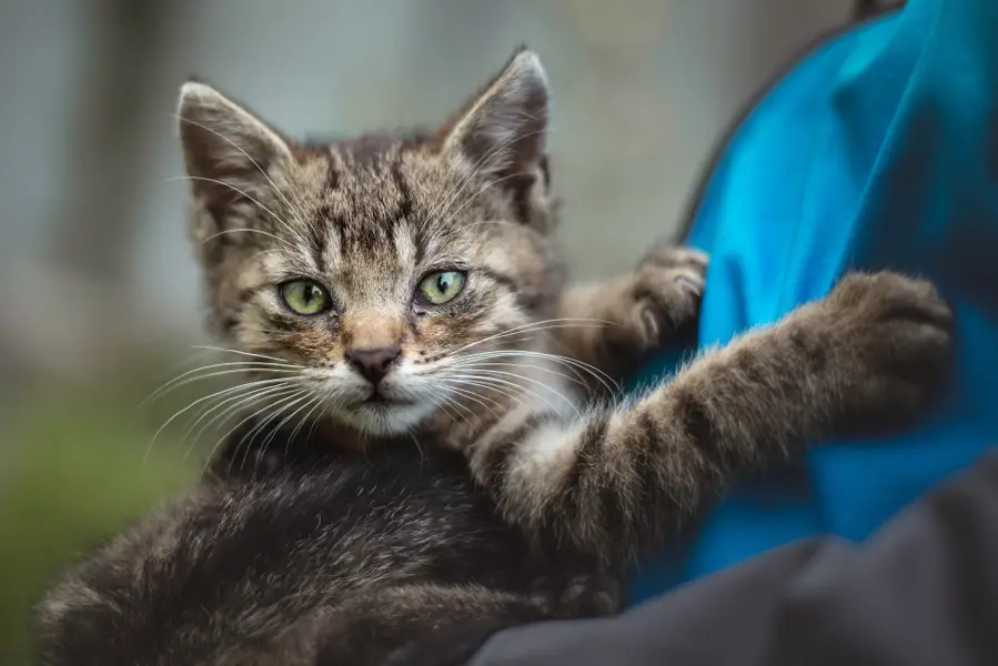 Focení zvířat Petr Tomoszek - Fotografie č. 2