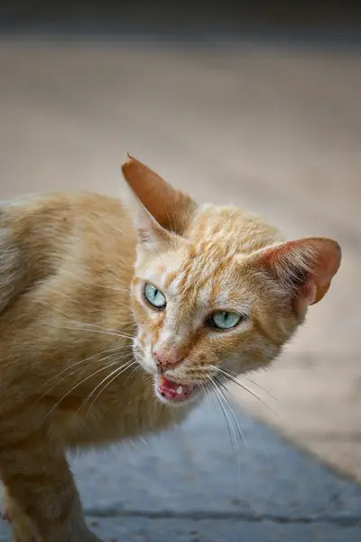 Focení zvířat - Fotografie č. 4
