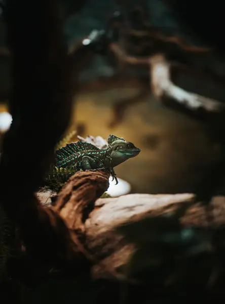 Focení zvířat - Fotografie č. 8