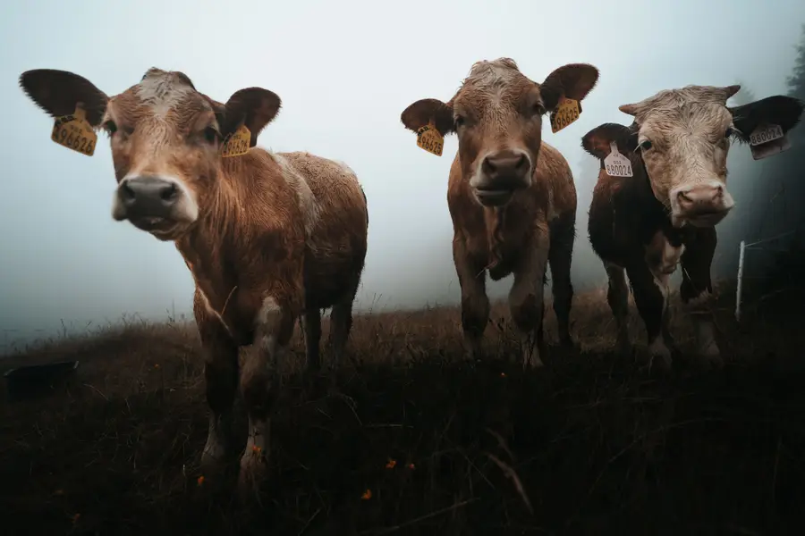 Focení zvířat - Fotografie č. 7