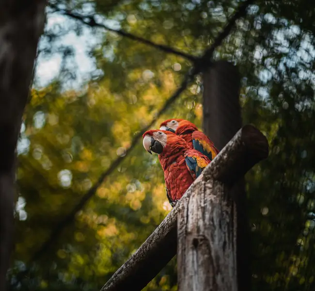 Focení zvířat - Fotografie č. 5