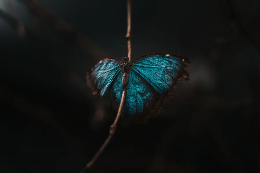 Focení zvířat - Fotografie č. 1