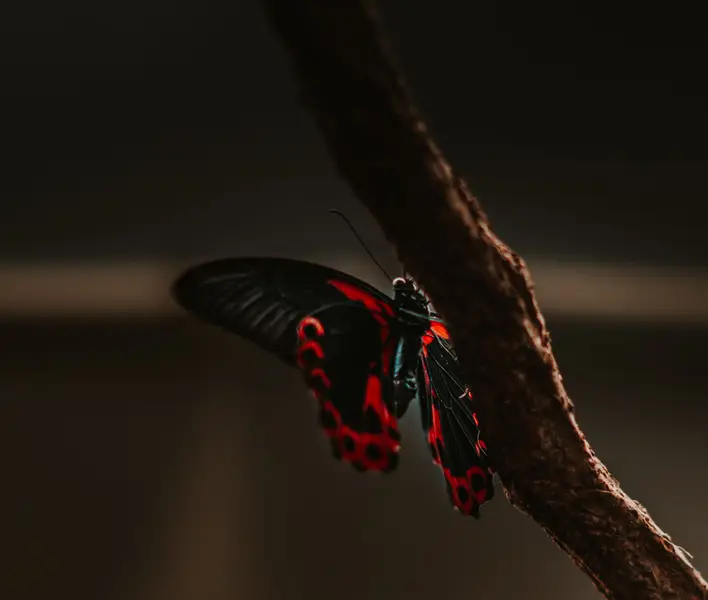 Focení zvířat - Fotografie č. 2