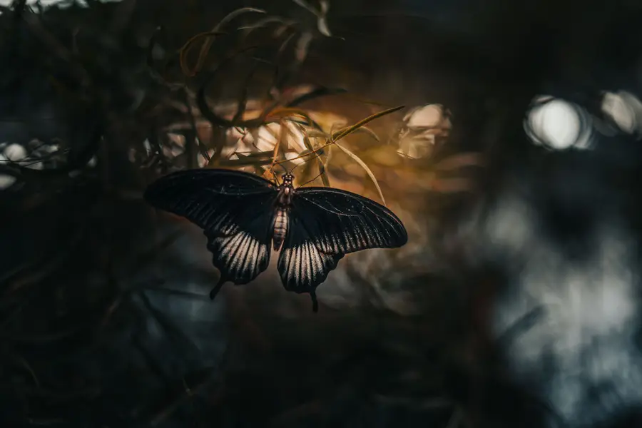 Focení zvířat - Fotografie č. 4