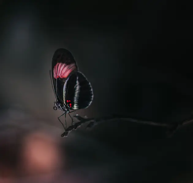 Focení zvířat - Fotografie č. 3