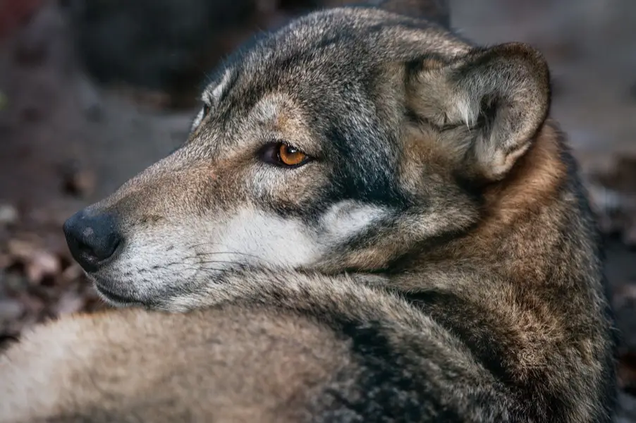 Focení zvířat Roman Brandl - Fotografie č. 3