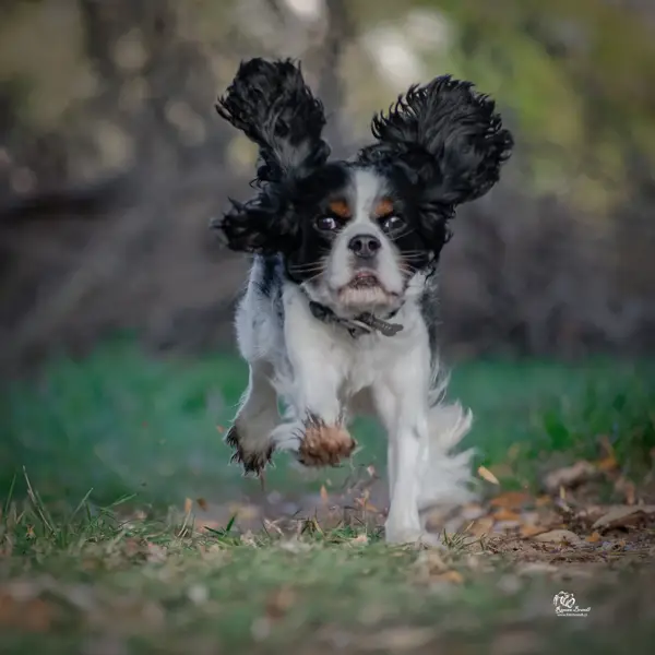 Focení zvířat Roman Brandl - Fotografie č. 5