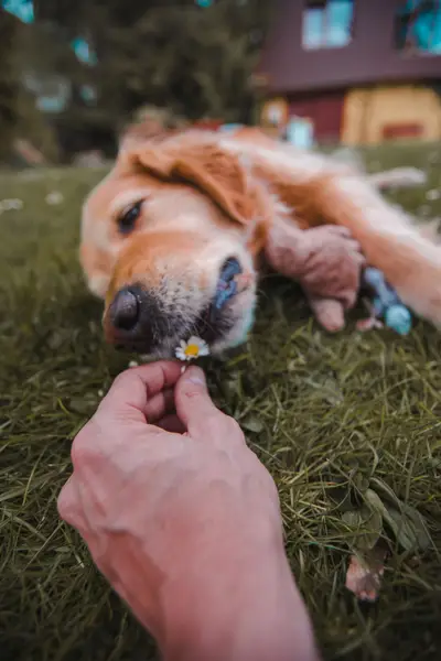 Focení zvířat - Fotografie č. 3