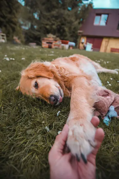 Focení zvířat - Fotografie č. 9