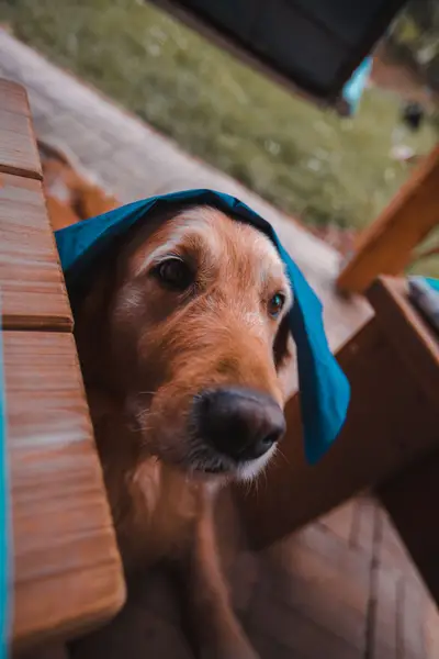 Focení zvířat - Fotografie č. 2