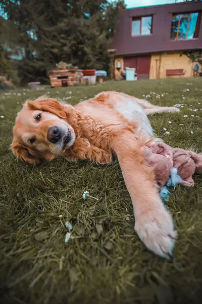 Focení zvířat - Fotografie č. 5