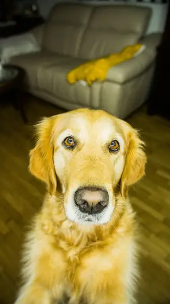 Focení zvířat - Fotografie č. 12