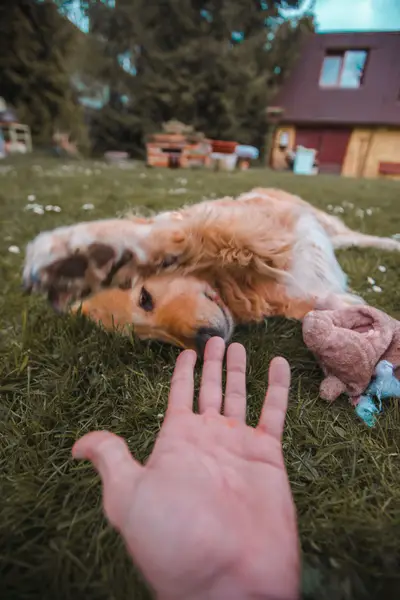 Focení zvířat - Fotografie č. 8
