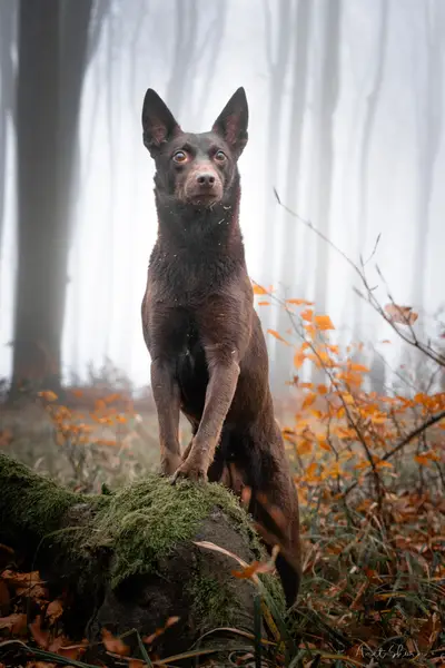 Focení zvířat - Fotografie č. 3