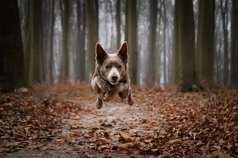 Focení zvířat - Fotografie č. 1