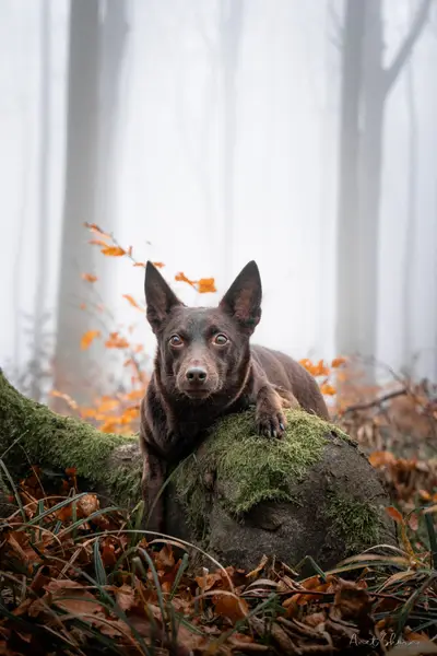 Focení zvířat - Fotografie č. 5