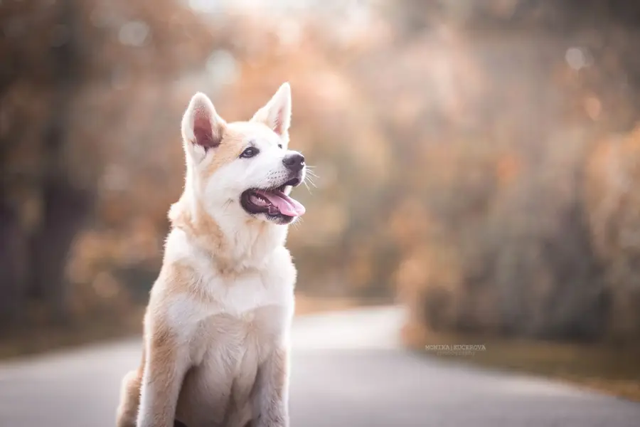 Focení zvířat Monika Kučerová - Fotografie č. 5