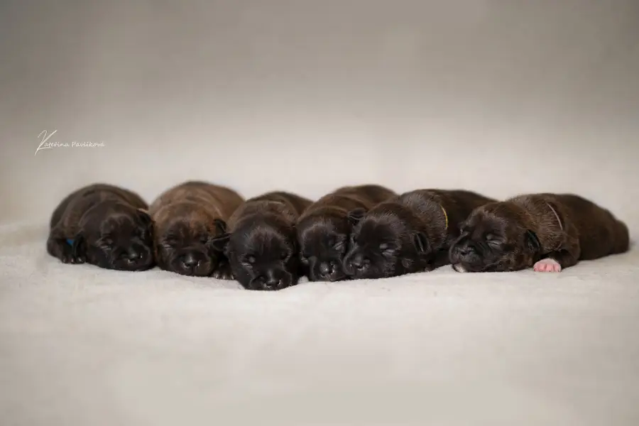 Focení zvířat Kateřina Pavlíková - Fotografie č. 7