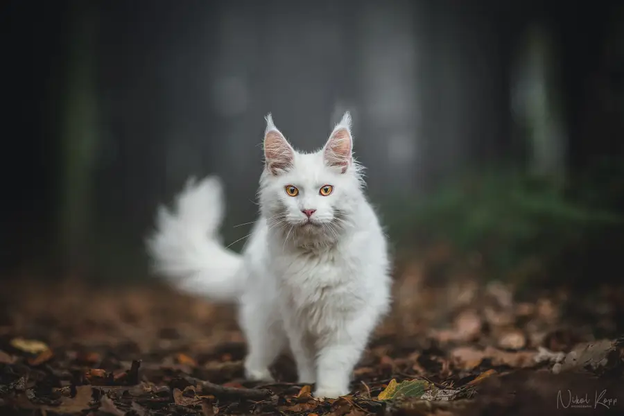 Focení zvířat - Fotografie č. 17