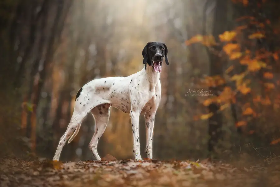 Focení zvířat - Fotografie č. 16