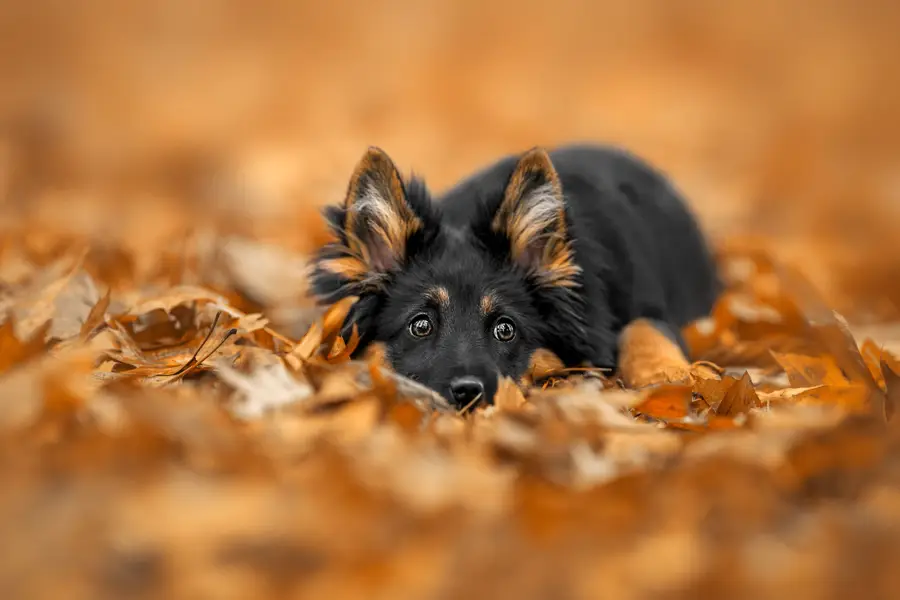 Focení zvířat Lucie Nermuťová - Fotografie č. 6