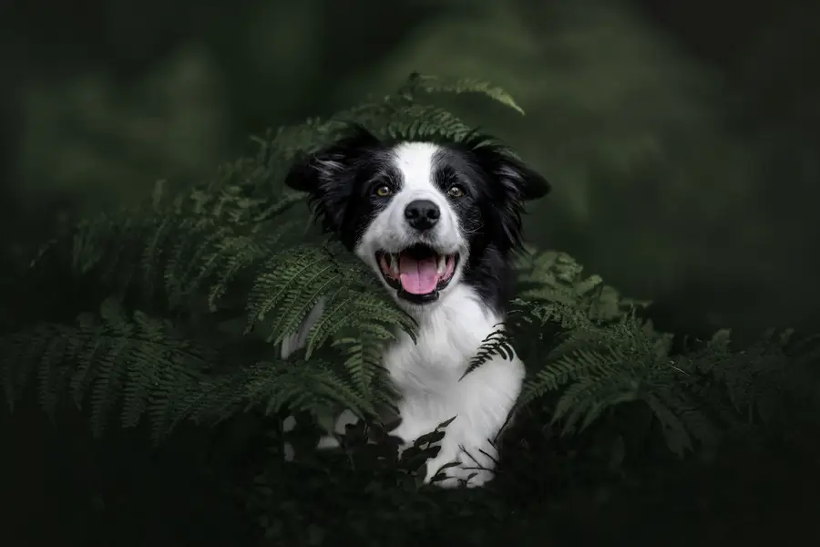 Focení zvířat Lucie Nermuťová - Fotografie č. 4