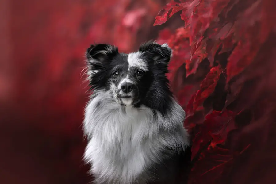 Focení zvířat Lucie Nermuťová - Fotografie č. 1