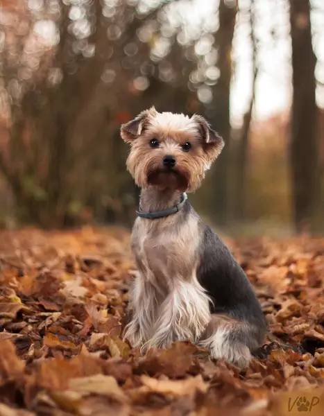 Focení zvířat - Fotografie č. 10