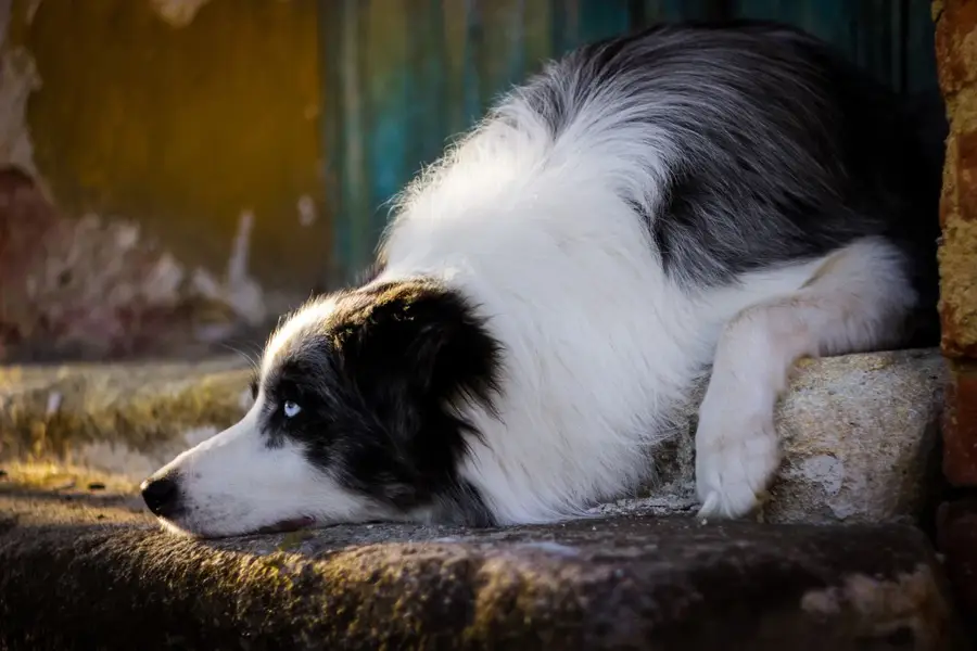 Focení zvířat - Fotografie č. 12
