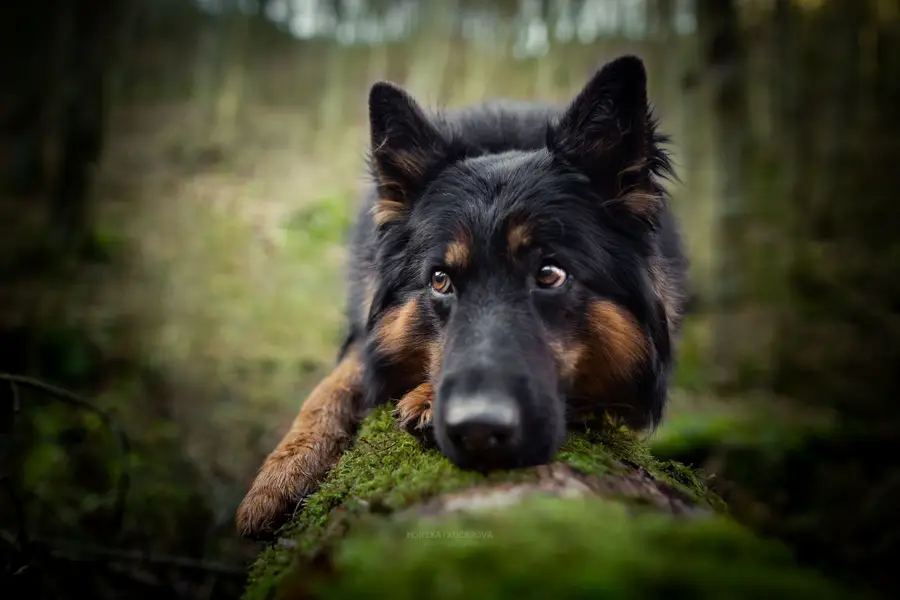 Focení zvířat - Fotografie č. 27